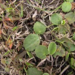 Centella hirtella (5)