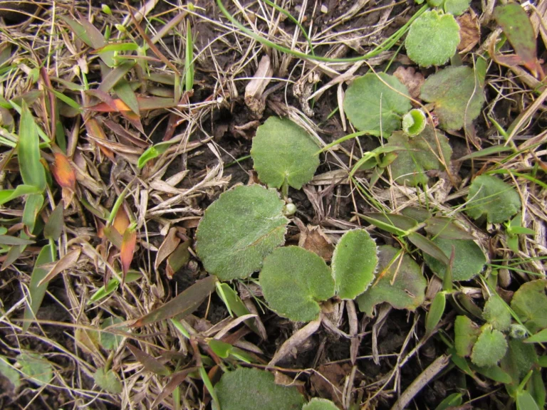 Centella hirtella (5)