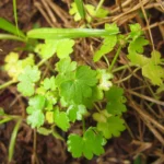 Bowlesia incana (15)