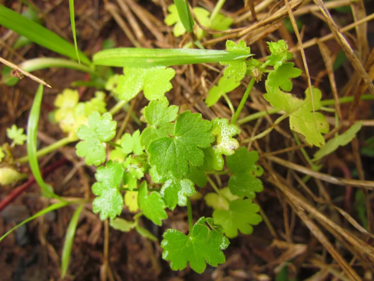 Bowlesia incana (15)