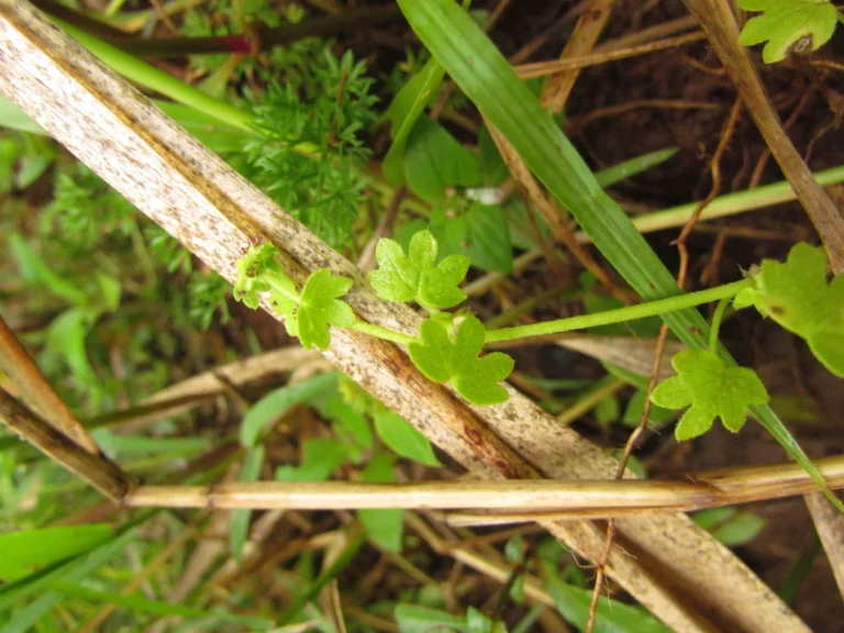 Bowlesia incana (13)