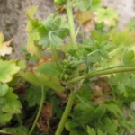 Bowlesia incana (10)