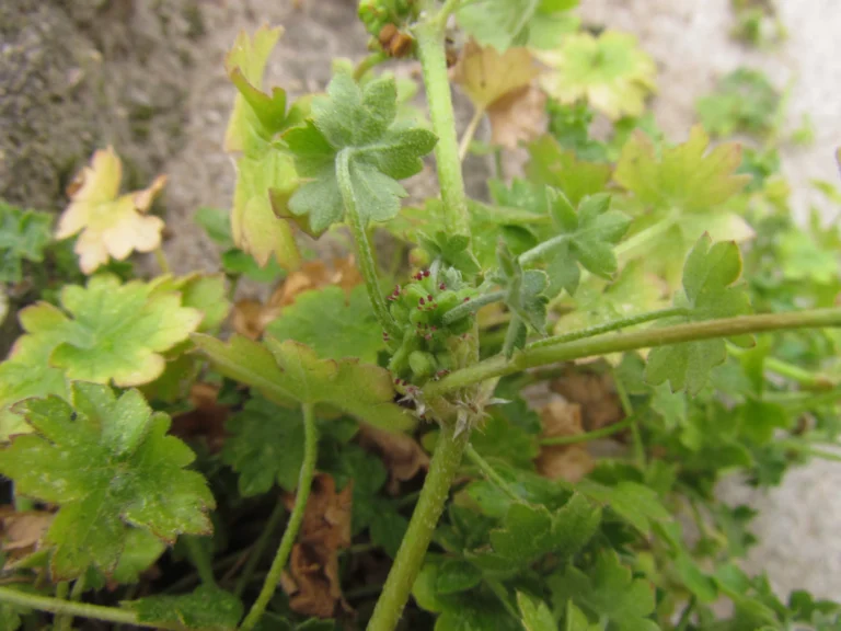 Bowlesia incana (11)