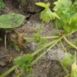 Bowlesia incana (8)