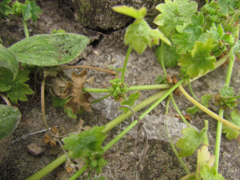 Bowlesia incana (8)