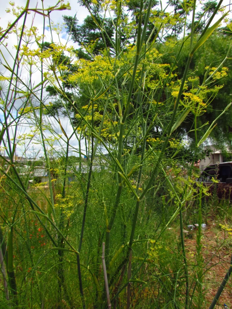 Anethum graveolens (12)