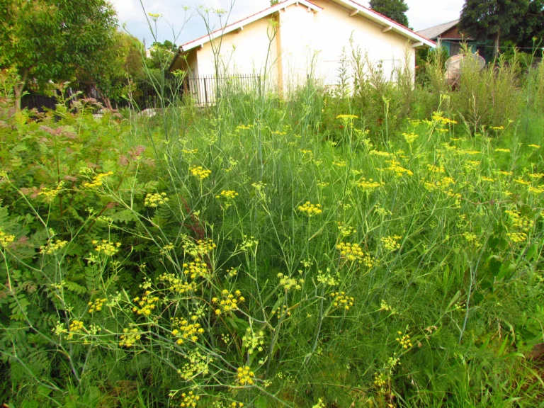 Anethum graveolens (9)