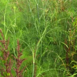 Anethum graveolens (6)