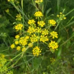 Anethum graveolens (7)