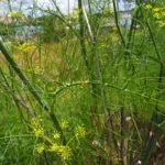 Anethum graveolens (4)