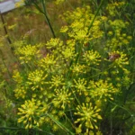 Anethum graveolens (2)