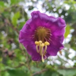 IMG_20251031_092623