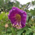 IMG_20251031_092542_1