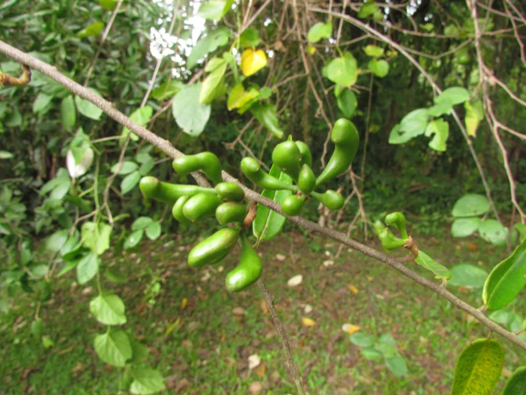 Xylopia brasiliensis (22)