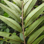 Xylopia brasiliensis (18)