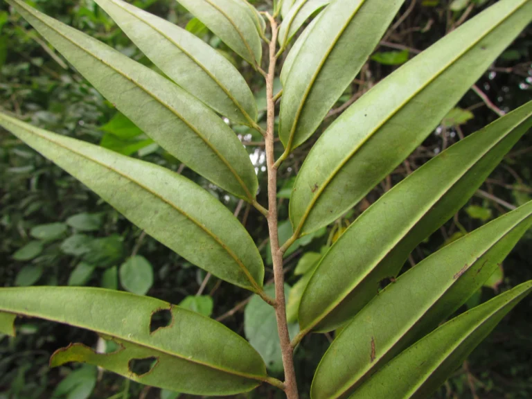 Xylopia brasiliensis (18)