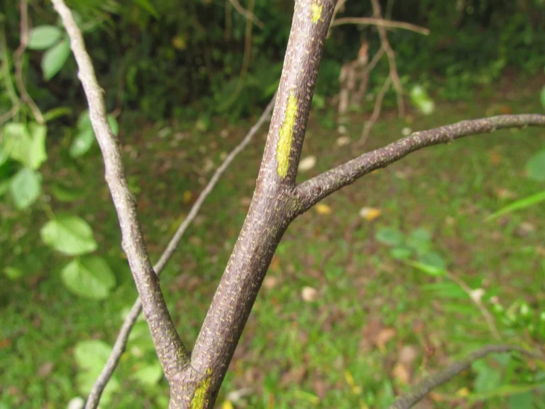 Xylopia brasiliensis (9)