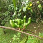 Xylopia brasiliensis (6)