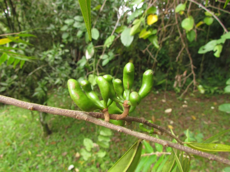 Xylopia brasiliensis (6)