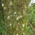 Xylopia brasiliensis (3)