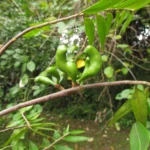 Xylopia brasiliensis (4)