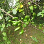 Xylopia brasiliensis (1)