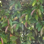 Guatteria australis (20)
