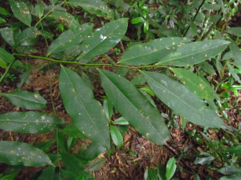 Guatteria australis (14)