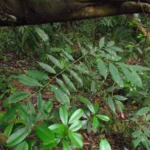Guatteria australis (12)