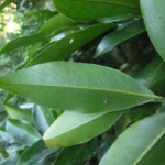 Duguetia lanceolata (13)