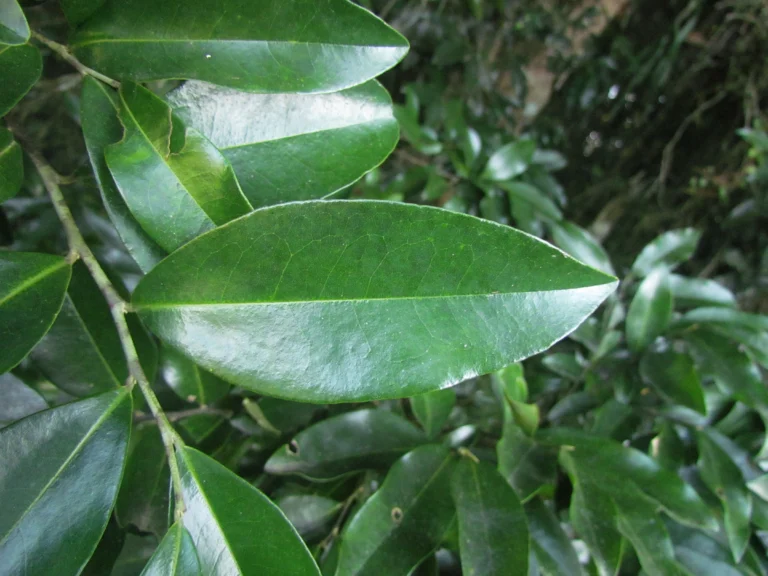 Duguetia lanceolata (12)