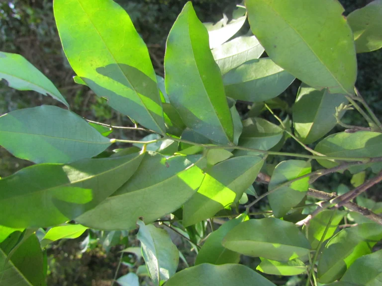 Duguetia lanceolata (8)