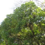 Duguetia lanceolata (2)