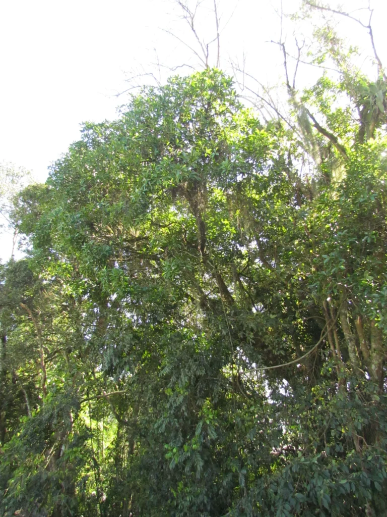 Duguetia lanceolata (1)