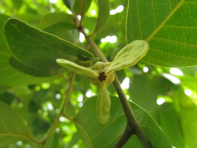 Annona sylvatica (19)