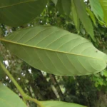 Annona sylvatica (14)