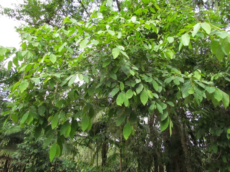 Annona sylvatica (16)
