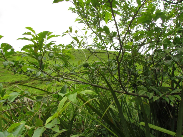 Annona rugulosa (34)