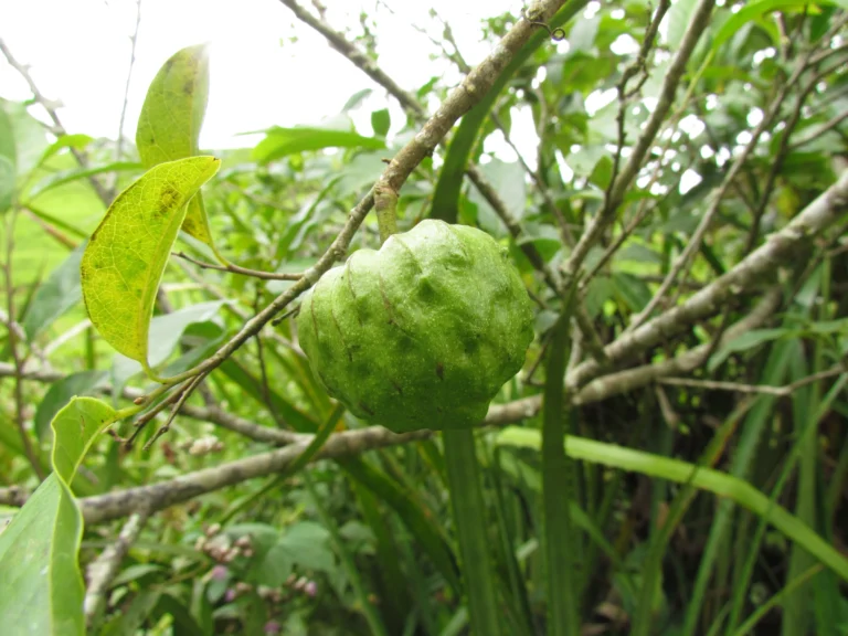 Annona rugulosa (20)