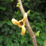 Annona rugulosa (3)