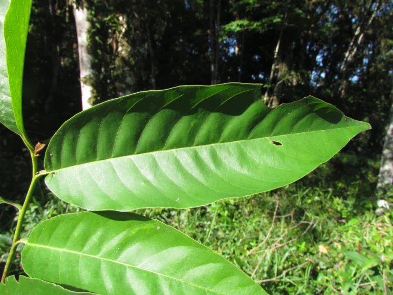 Annona mucosa (15)
