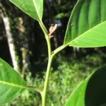 Annona mucosa (16)