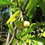 Annona mucosa (8)