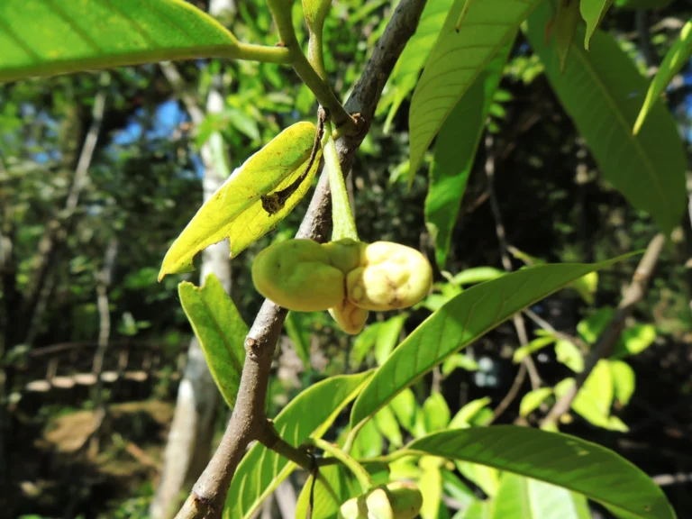 Annona mucosa (8)