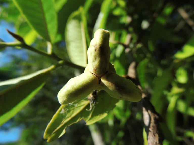 Annona mucosa (9)