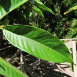 Annona mucosa (4)