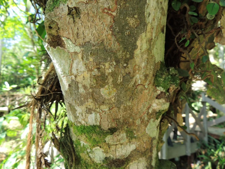 Annona mucosa (1)