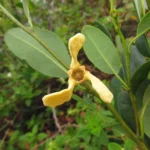 Annona maritima (6)