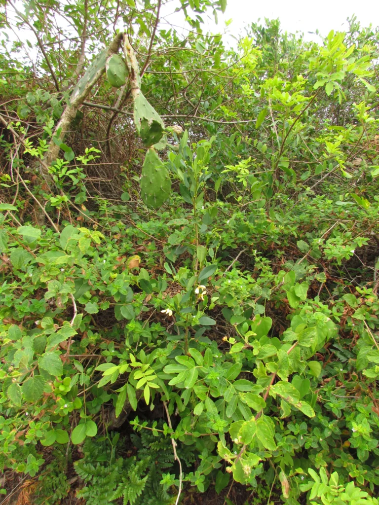 Annona maritima (4)