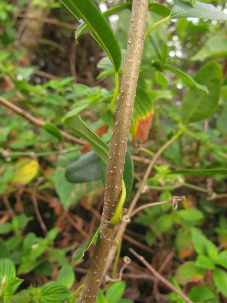 Annona maritima (1)